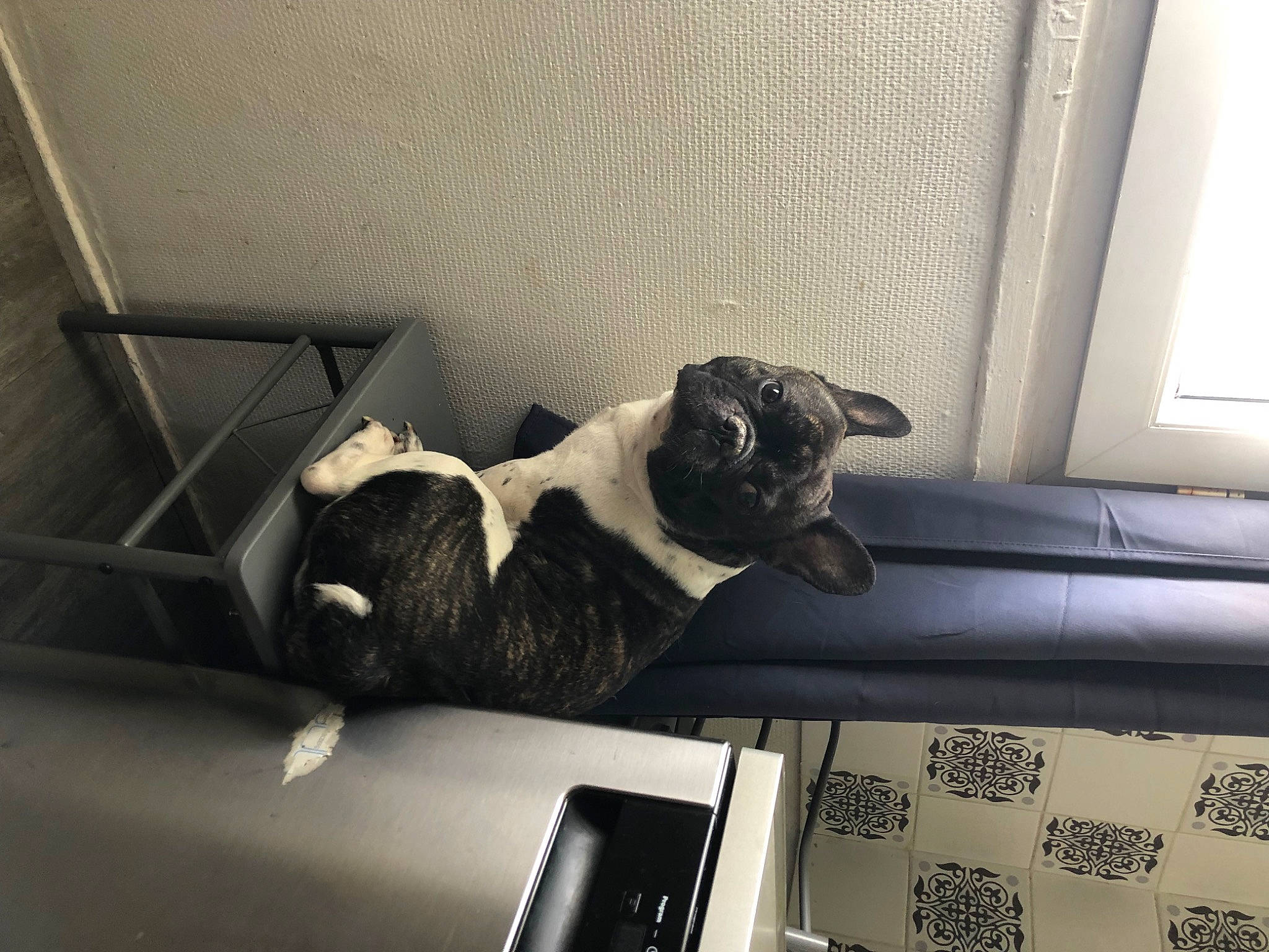 Prince participe au concours pour gagner de l'argent avec cette photo : canidae, carnivore, cat, comfort, companion_dog, couch, dog_breed, felidae, flooring, fur, hardwood, linens, small_to_medium_sized_cats, snout, sporting_group, studio_couch, tail, tints_and_shades, whiskers, window