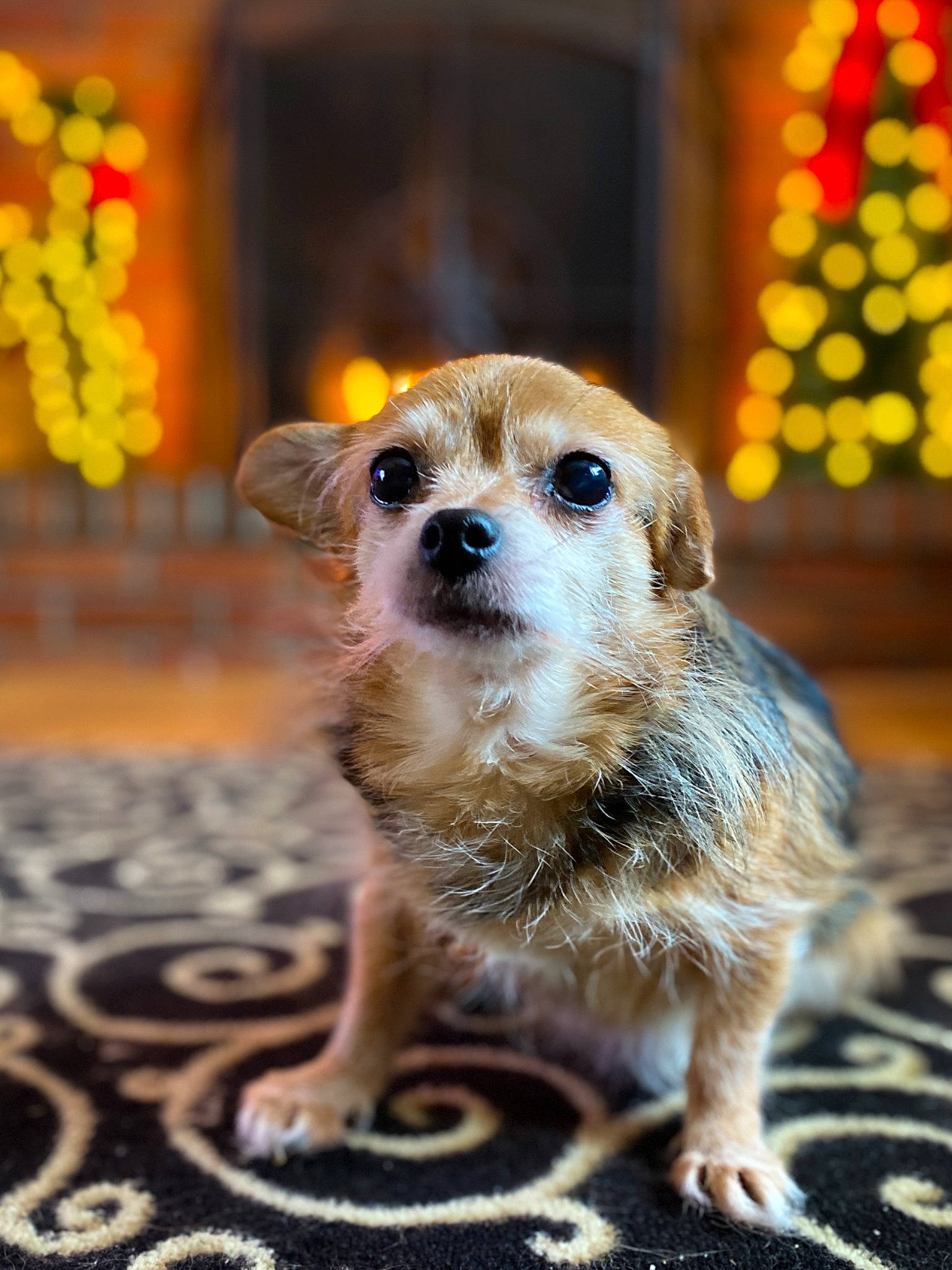 Jayda joined the competition — help win amazing prizes! canidae, carnivore, companion_dog, corgi_chihuahua, dog, dog_breed, dog_supply, eyelash, fawn, flooring, fur, snout, sporting_group, terrestrial_animal, toy_dog, whiskers, wildlife, wood