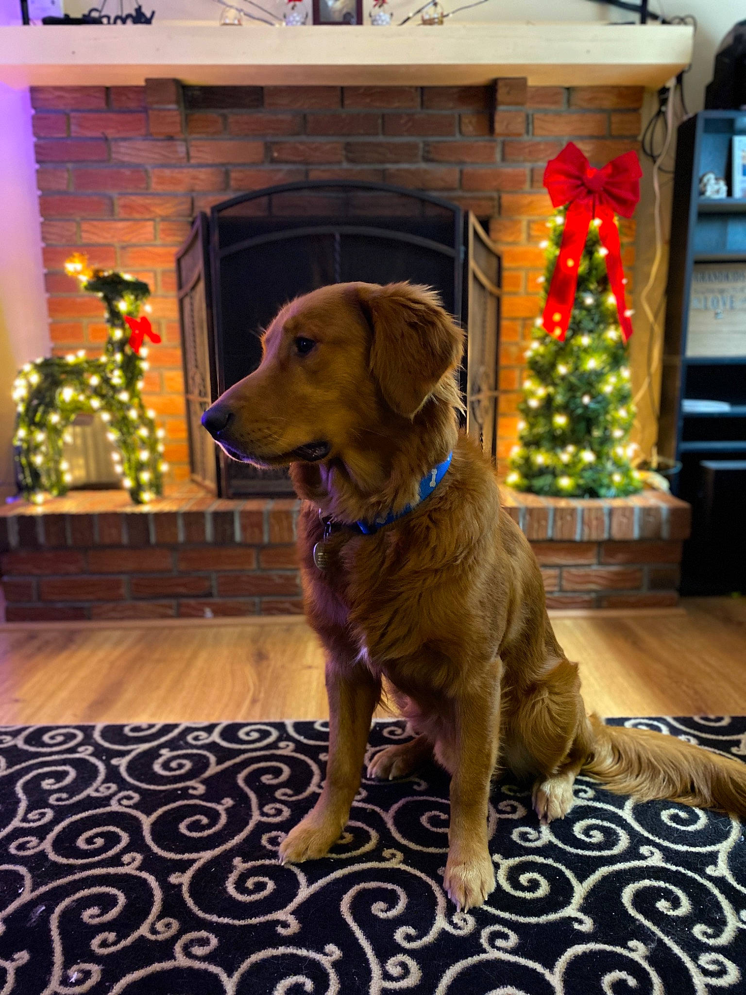 Jasper is registered to the contest to win money with this photo: ball, canidae, carnivore, christmas, companion_dog, dog, dog_breed, dog_supply, event, fawn, floor, flooring, fur, gun_dog, holiday, snout, sporting_group, tail, wood, working_animal