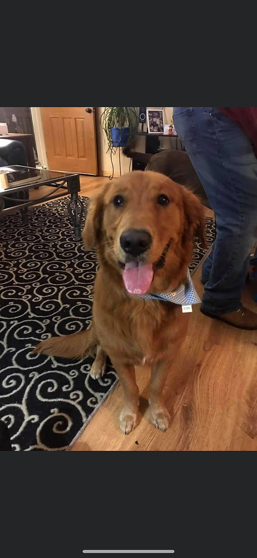 Jasper is registered to the contest to win money with this photo: cabinetry, carnivore, companion_dog, dog, dog_breed, fawn, flooring, fur, gas_stove, gun_dog, hardwood, home_appliance, kitchen_appliance, kitchen_stove, liver, microwave_oven, retriever, snout, wood, working_animal