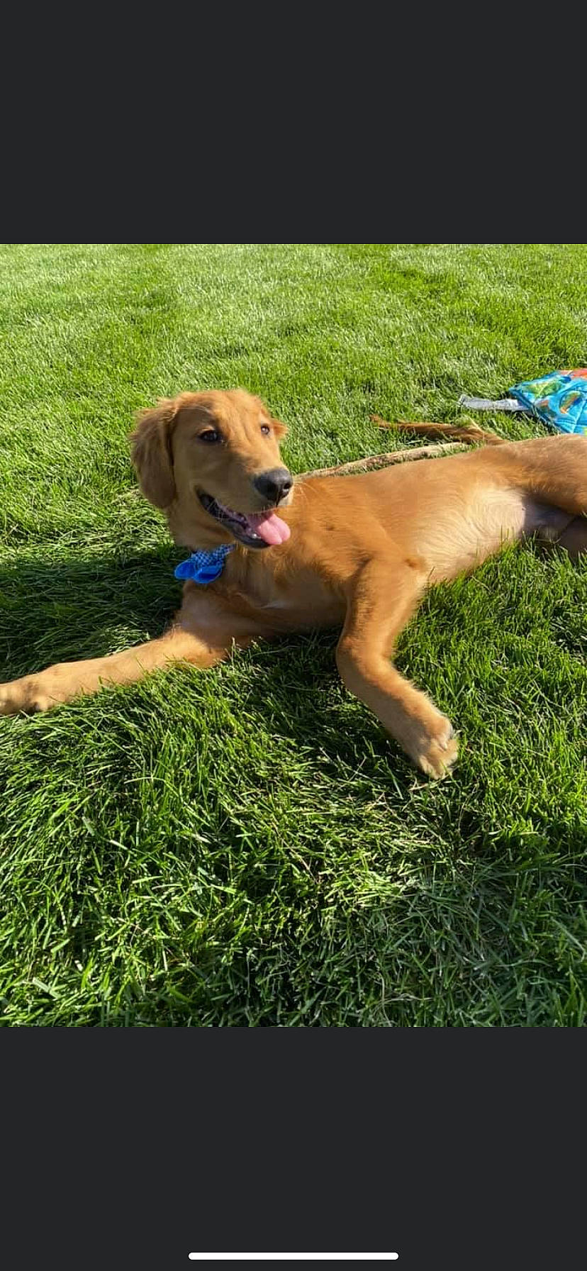 Jasper joined the competition — help win amazing prizes! canidae, carnivore, companion_dog, dog, dog_breed, dog_collar, dog_supply, fawn, grass, guard_dog, gun_dog, happy, liver, pet_supply, plant, snout, sporting_group, tail, working_animal, working_dog