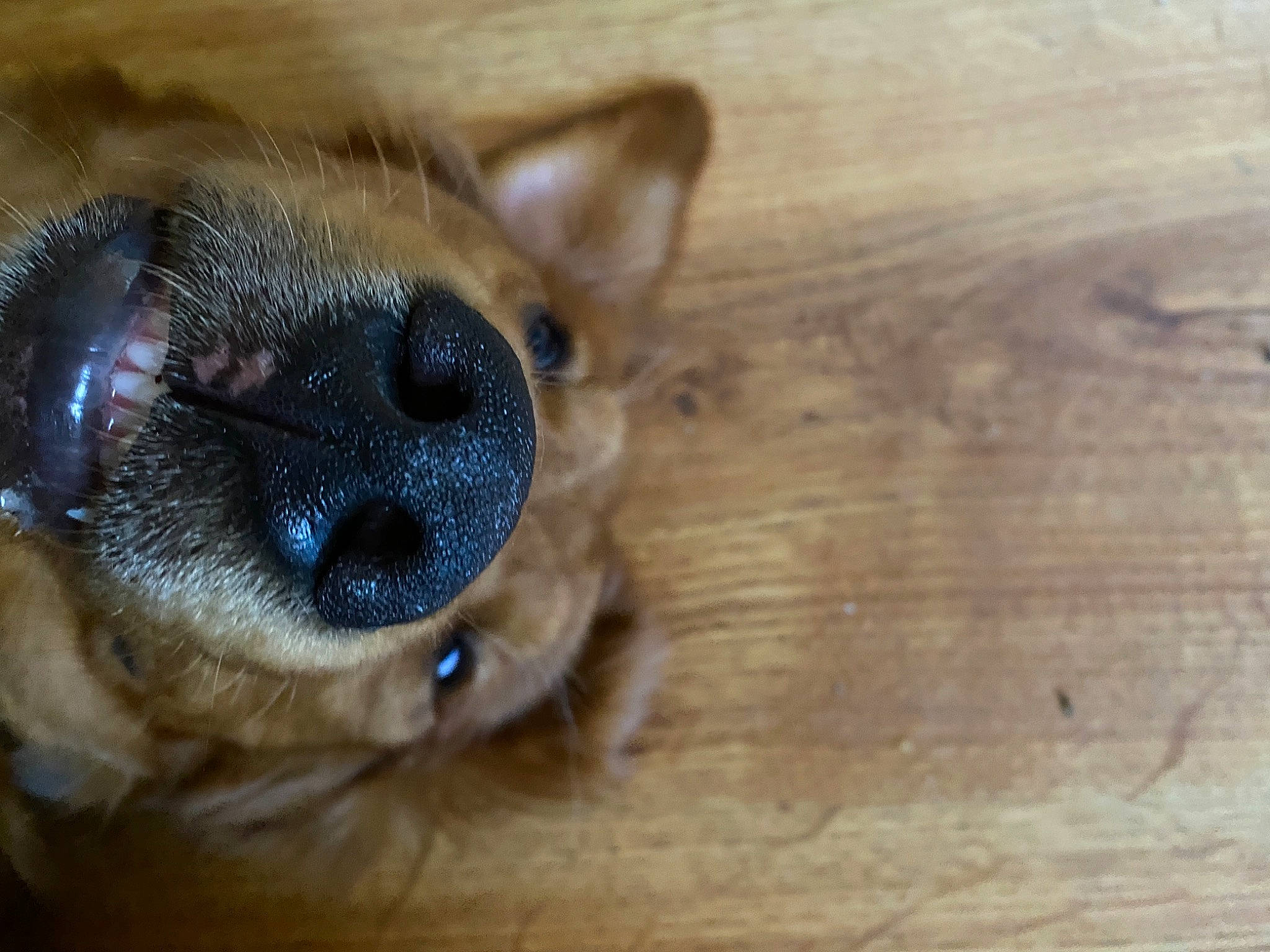 Jasper is registered to the contest to win money with this photo: carnivore, companion_dog, dog, dog_breed, ear, fawn, flooring, fur, hardwood, liver, paw, plank, snout, sporting_group, street_dog, terrestrial_animal, toy_dog, whiskers, wood, working_animal