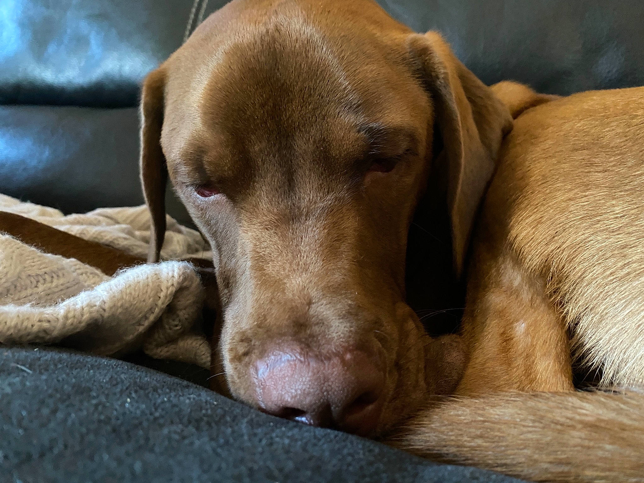 Dierks is registered to the contest to win money with this photo: canidae, carnivore, comfort, companion_dog, dog, dog_breed, ear, fawn, fur, gun_dog, liver, natural_material, pet_supply, snout, sporting_group, terrestrial_animal, whiskers, working_animal