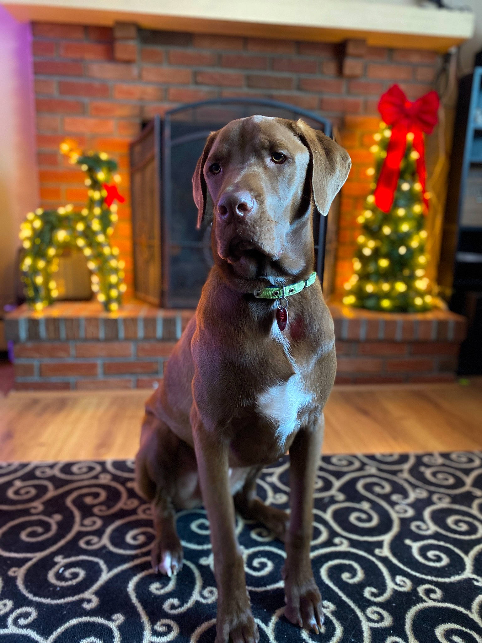 Dierks joined the competition — help win amazing prizes! canidae, carnivore, collar, companion_dog, dog, dog_breed, dog_collar, dog_supply, event, fawn, flooring, fur, gun_dog, liver, pet_supply, snout, sporting_group, tail, whiskers, working_animal