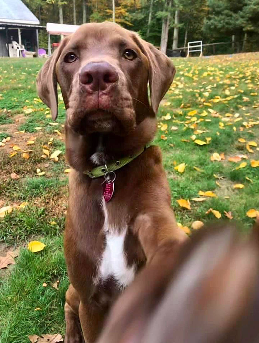 Dierks is registered to the contest to win money with this photo: canidae, carnivore, collar, companion_dog, dog, dog_breed, dog_collar, fawn, grass, gun_dog, hat, hunting_dog, leash, liver, pet_supply, plant, sporting_group, tent, tree, working_animal