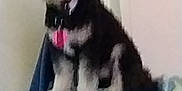 Sammy is registered to the contest to win money with this photo: dog, pet, indoor, blanket, collar, pink_tag, furniture, animal, small_dog, fur, sitting, cute, domestic_animal, canine, household, companion, indistinct, blurred, indoor_lighting, resting