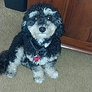Sammy is registered to the contest to win money with this photo: dog, black, white, curly_fur, pet, indoor, carpet, wooden_cabinet, collar, tag, sitting, cute, animal, fur, domestic, companion, small_dog, looking, floor, house