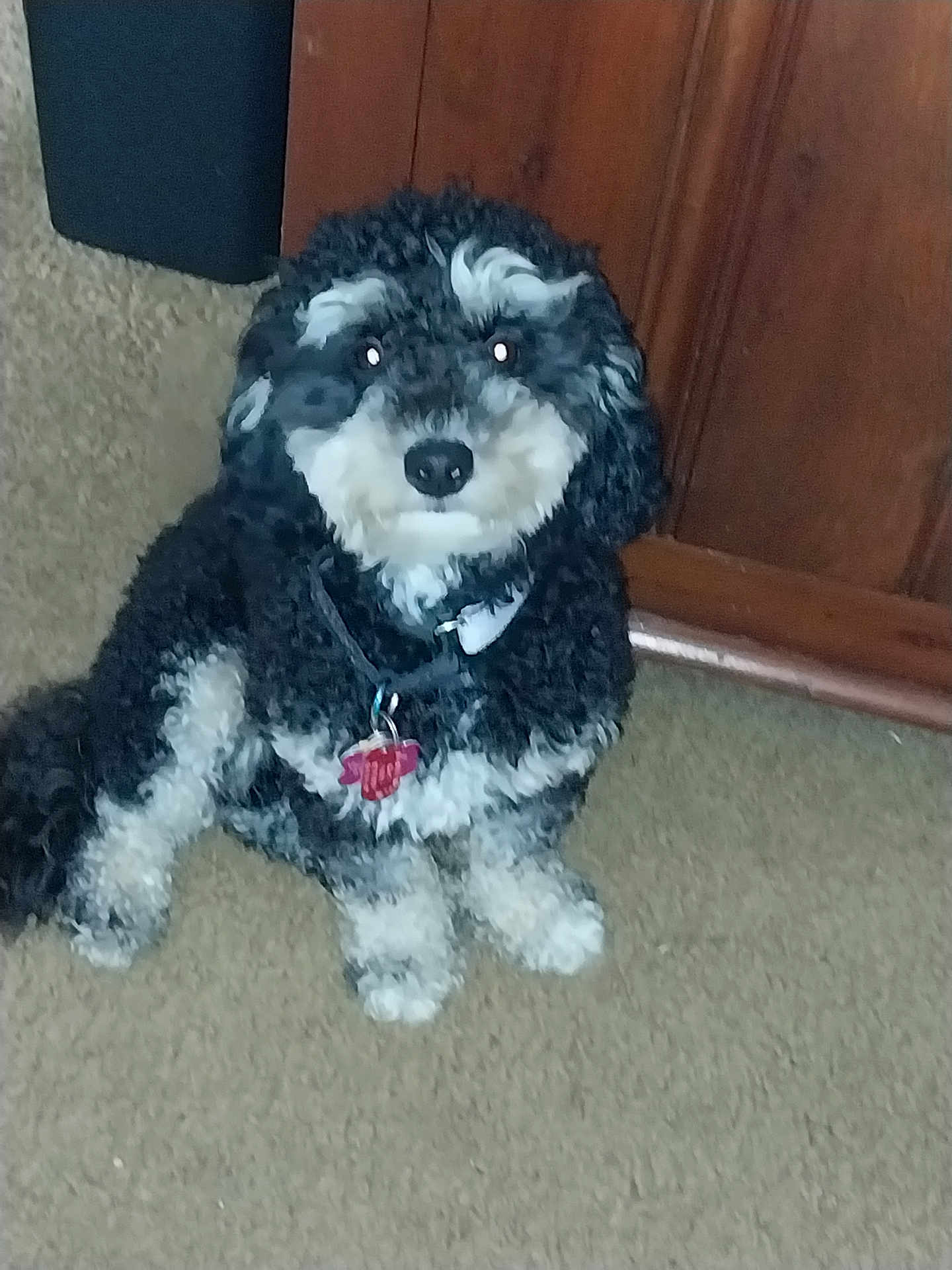 Sammy