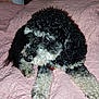 Sammy is registered to the contest to win money with this photo: dog, curly_hair, black_and_white, pet, animal, bed, blanket, quilt, indoor, relaxed, cute, fur, collar, paw, resting, cozy, companion, domestic_animal, laying, front_paws
