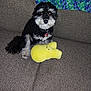 Sammy is registered to the contest to win money with this photo: dog, plush_toy, couch, blanket, indoor, pet, furniture, black_and_white, curly_fur, collar, toy, cozy, home, seated, looking_at_camera, fabric, colorful, stuffed_animal, relaxing, companion