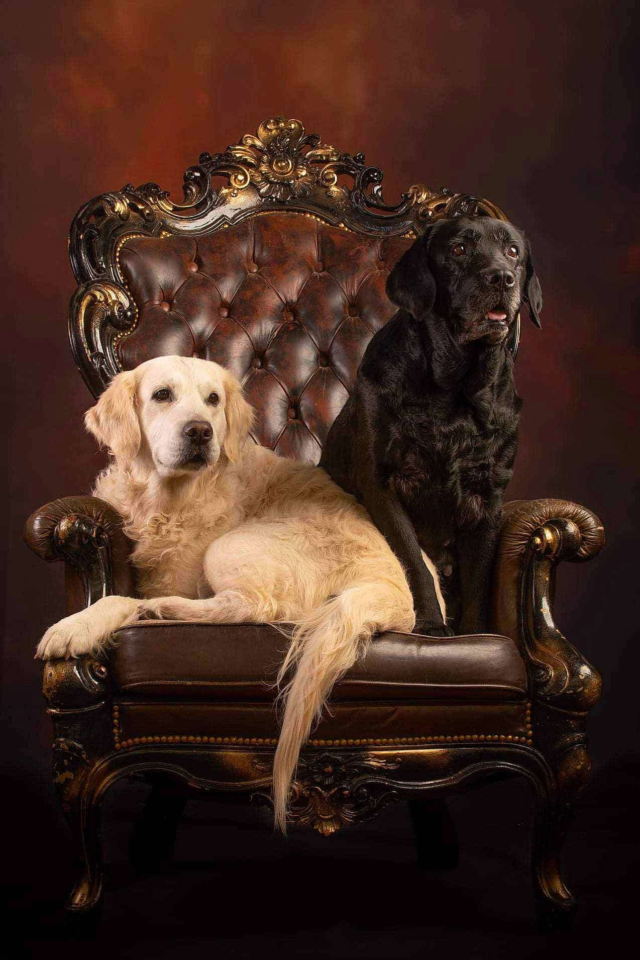 Jenny a rejoint le concours — aidez-le/la à gagner de superbes lots ! art, carnivore, chair, classic, companion_dog, couch, darkness, dog, fawn, fur, furniture, mammal, metal, picture_frame, rectangle, room, serveware, table, vertebrate, wood