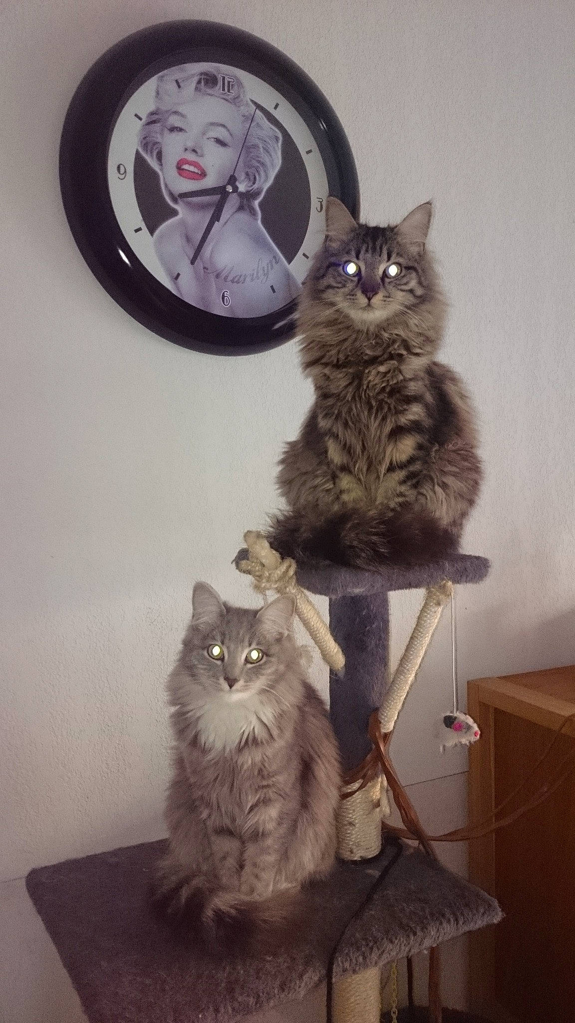 Gribouille a rejoint le concours — aidez-le/la à gagner de superbes lots ! asian, asian_semi_longhair, british_longhair, british_semi_longhair, carnivore, cat, domestic_long_haired_cat, domestic_short_haired_cat, european_shorthair, felidae, kitten, maine_coon, mammal, napoleon_cat, nebelung, norwegian_forest_cat, person, ragamuffin, siberian, small_to_medium_sized_cats