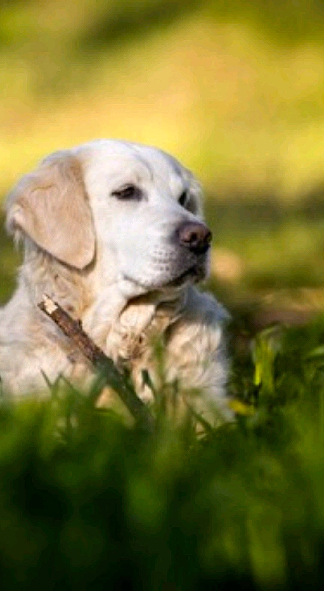 Jenny a rejoint le concours — aidez-le/la à gagner de superbes lots ! canidae, carnivore, companion_dog, dog, dog_breed, fawn, fur, grass, hunting_dog, labrador_retriever, livestock_guardian_dog, plant, puppy, retriever, snout, sporting_group, terrestrial_animal, whiskers, wildlife, working_dog