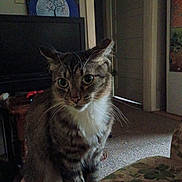 Bean is registered to the contest to win money with this photo: cat, tabby, indoor, furniture, armchair, floral_pattern, living_room, pet, whiskers, curious, seated, domestic_animal, eyes, ears, carpet, door, painting, television, table, cozy