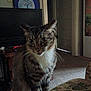 cat, tabby, indoor, furniture, armchair, floral_pattern, living_room, pet, whiskers, curious, seated, domestic_animal, eyes, ears, carpet, door, painting, television, table, cozy