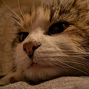 Mitzou a rejoint le concours — aidez-le/la à gagner de superbes lots ! cat, close_up, whiskers, nose, fur, face, animal, pet, resting, sleepy, soft_surface, indoor, cozy, portrait, mammal, feline, eye, cute, calm, warm_lighting