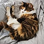 cat, calico, fluffy, sleeping, resting, pet, animal, fur, whiskers, bed, blanket, cozy, cute, domestic, feline, relaxed, indoor, soft, paw, tail