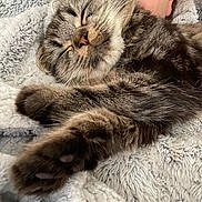 Lola joined the competition — help win amazing prizes! cat, tabby, sleeping, cozy, fluffy_blanket, close_up, paw, fur, whiskers, relaxation, companion, human, face_partial, indoors, pet, cute, resting, comfort, warmth, nap