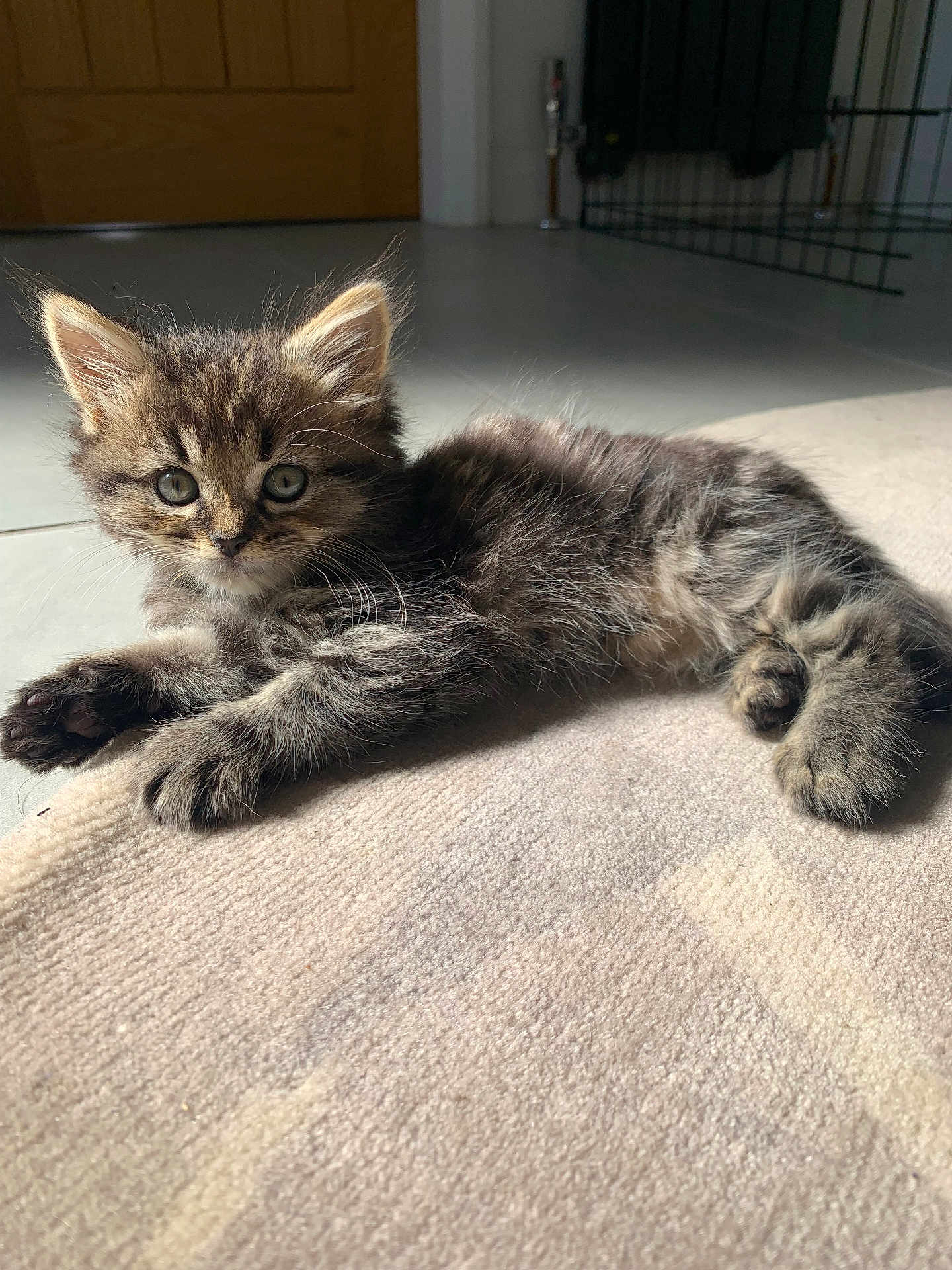 Lola is registered to the contest to win money with this photo: kitten, cat, tabby, fur, pet, animal, cute, small, indoor, carpet, sunlight, whiskers, ears, paw, laying, relaxed, young, feline, adorable, curious