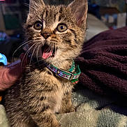 Piper joined the competition — help win amazing prizes! animal, blanket, cat, collar, cozy, cute, eyes, feline, fur, indoor, kitten, mouth_open, paw, pet, portrait, small, soft, tabby, whiskers, young