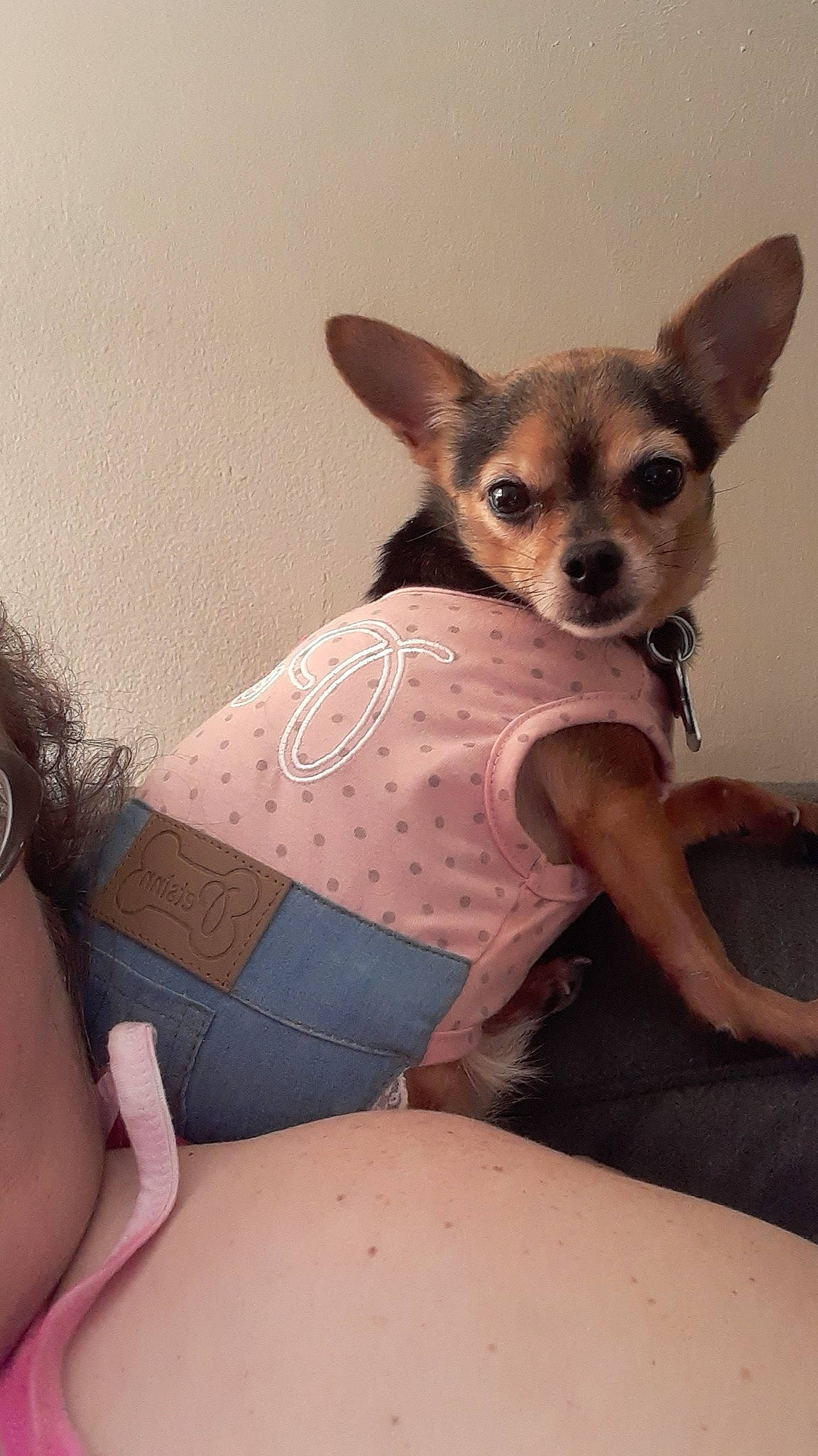 Coco is registered to the contest to win money with this photo: canidae, carnivore, chihuahua, companion_dog, dog, dog_breed, dog_clothes, ear, fawn, leg, mammal, russkiy_toy, snout, toy_dog