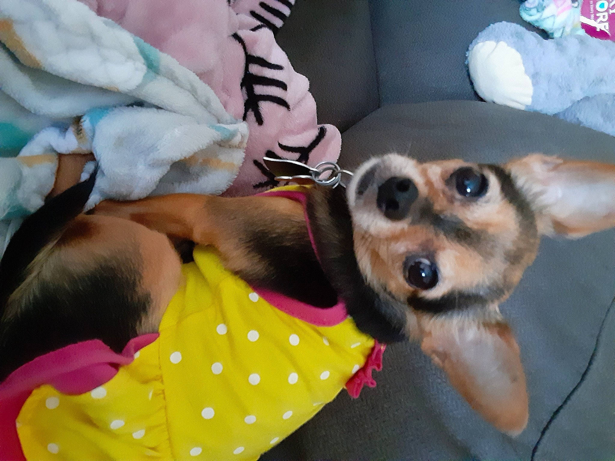 Coco is registered to the contest to win money with this photo: canidae, carnivore, chihuahua, companion_dog, corgi_chihuahua, dog, dog_breed, dog_clothes, ear, fawn, mammal, puppy, puppy_love, snout, toy_dog
