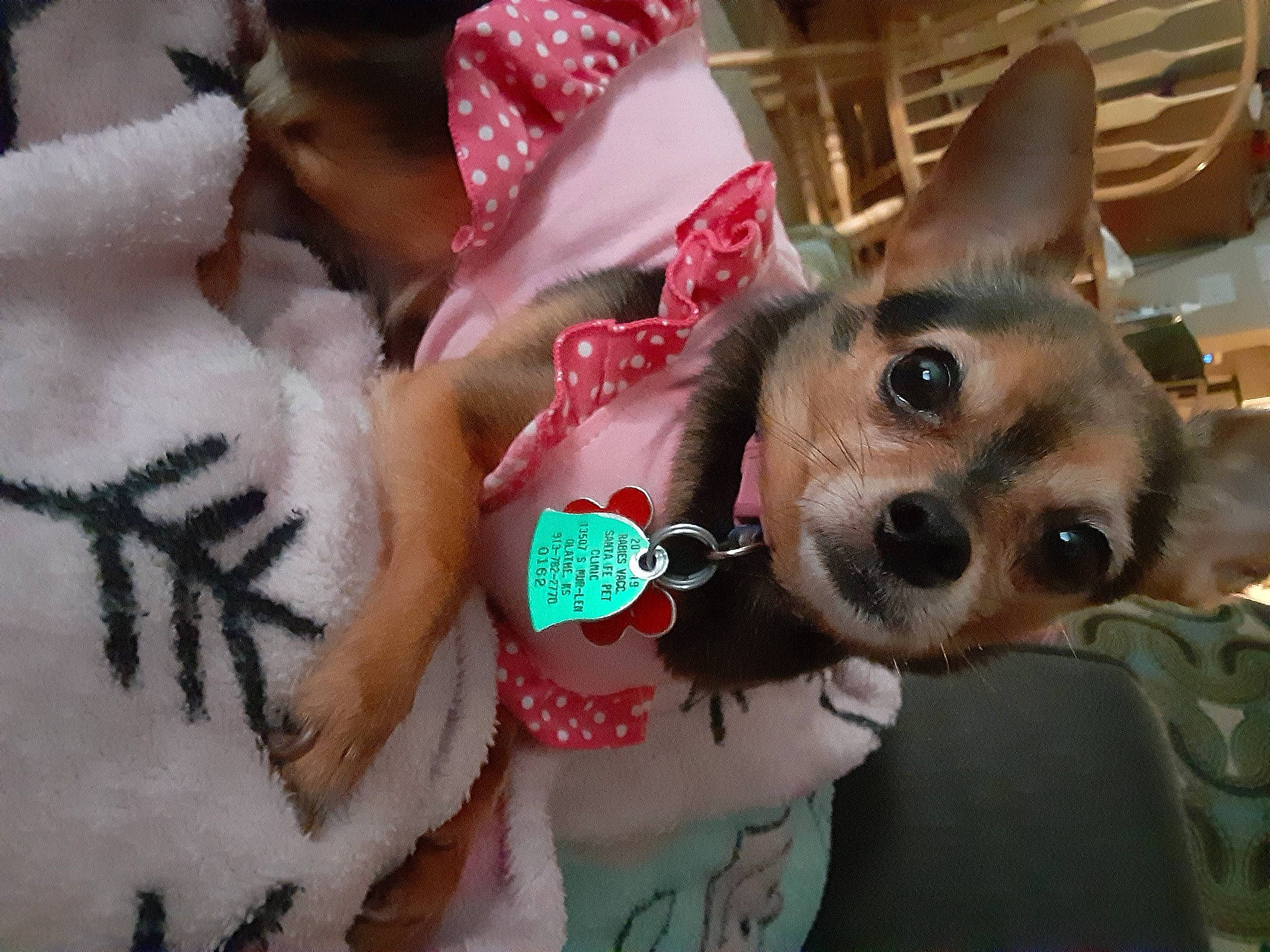 Coco joined the competition — help win amazing prizes! canidae, carnivore, chihuahua, companion_dog, dog, dog_breed, dog_clothes, fawn, mammal, puppy, puppy_love, snout, toy_dog