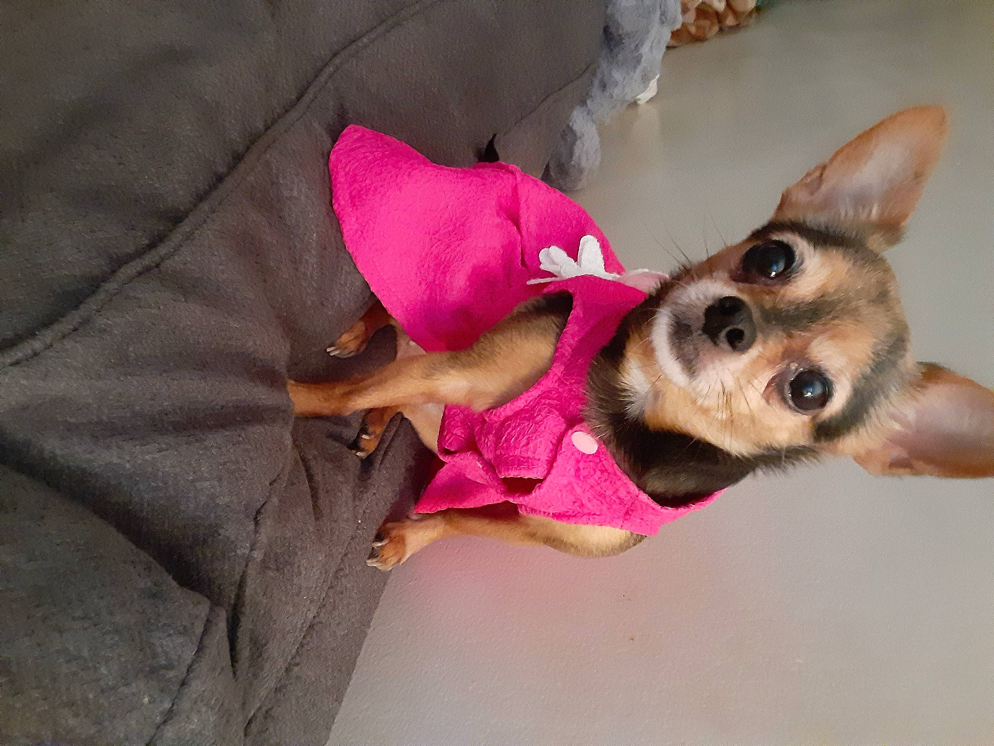 Coco is registered to the contest to win money with this photo: canidae, carnivore, chihuahua, companion_dog, corgi_chihuahua, dog, dog_breed, dog_clothes, fawn, mammal, pink, puppy, puppy_love, snout, sporting_group, toy_dog