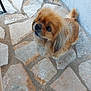 Néo a rejoint le concours — aidez-le/la à gagner de superbes lots ! dog, small_dog, fluffy, golden_brown, pet, looking_up, stone_floor, outdoor, curious, animal, companion, ears, tail, fur, canine, cute, alert, standing, wall, pavement