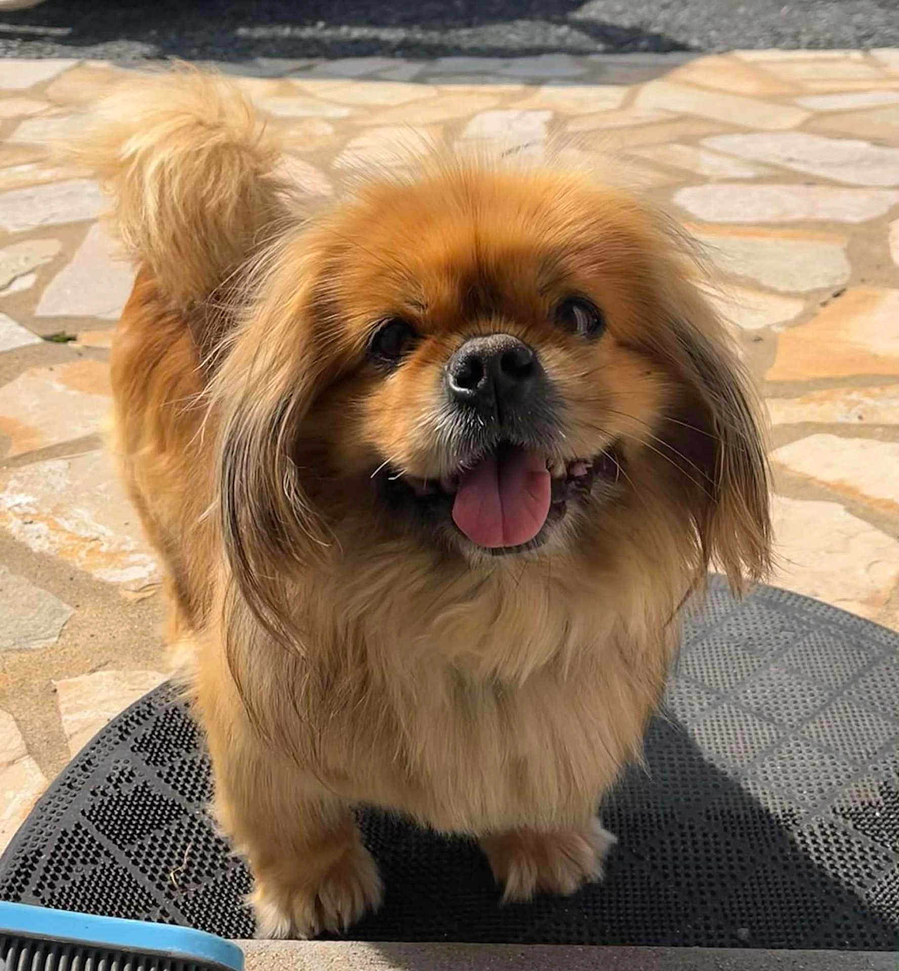 Néo participe au concours pour gagner de l'argent avec cette photo : dog, pet, outdoor, sunlight, happy, tongue_out, fluffy, golden_brown, fur, canine, smiling, mat, stone_pavement, small_dog, animal, friendly, cute, close_up, daylight, shadow
