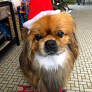 Néo a rejoint le concours — aidez-le/la à gagner de superbes lots ! dog, santa_hat, indoor, floor, tile, holiday, christmas_tree, gift, decorations, brown_fur, white_fur, pet, cute, closeup, animal, looking, expression, festive, present, household