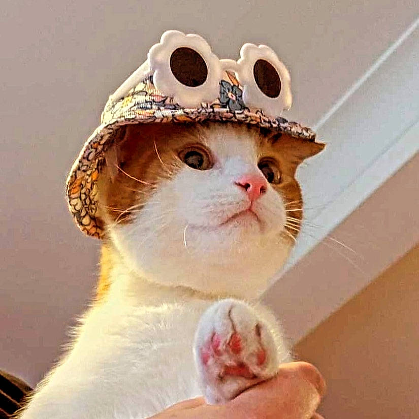 Littleisaac joined the competition — help win amazing prizes! bow_tie, carnivore, cat, domestic_short_haired_cat, eyewear, fashion_accessory, fawn, felidae, fur, glasses, happy, hat, paw, photo_caption, small_to_medium_sized_cats, snout, sunglasses, tail, whiskers, window