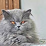 amber_eyes, animal, blanket, cat, closeup, cozy, cute, domestic_cat, ears, face, fluffy, fur, gray_fur, indoor, mammal, pet, portrait, resting, whiskers, wooden_background