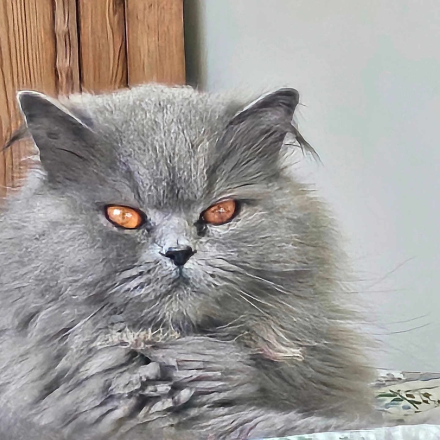 Uranie participe au concours pour gagner de l'argent avec cette photo : amber_eyes, animal, blanket, cat, closeup, cozy, cute, domestic_cat, ears, face, fluffy, fur, gray_fur, indoor, mammal, pet, portrait, resting, whiskers, wooden_background