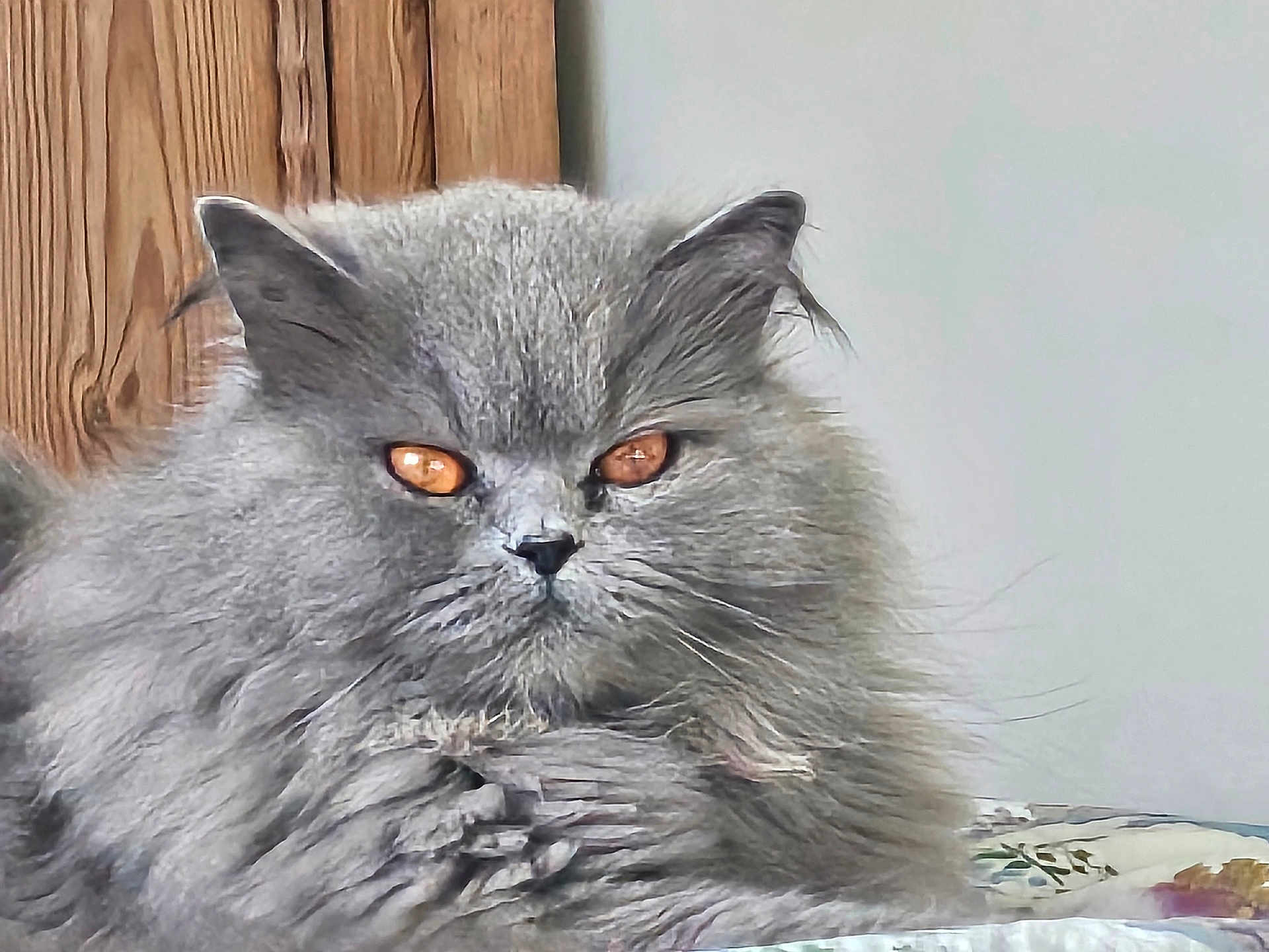 Uranie participe au concours pour gagner de l'argent avec cette photo : cat, gray_fur, fluffy, amber_eyes, wooden_background, indoor, pet, animal, mammal, whiskers, ears, face, fur, closeup, resting, domestic_cat, cute, cozy, blanket, portrait