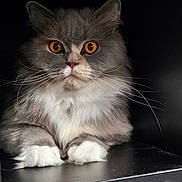 U'Showset participe au concours pour gagner de l'argent avec cette photo : cat, fluffy, gray, white, orange_eyes, whiskers, paws, sitting, shelf, indoor, portrait, pet, feline, closeup, cute, animal, fur, domestic, resting, alert