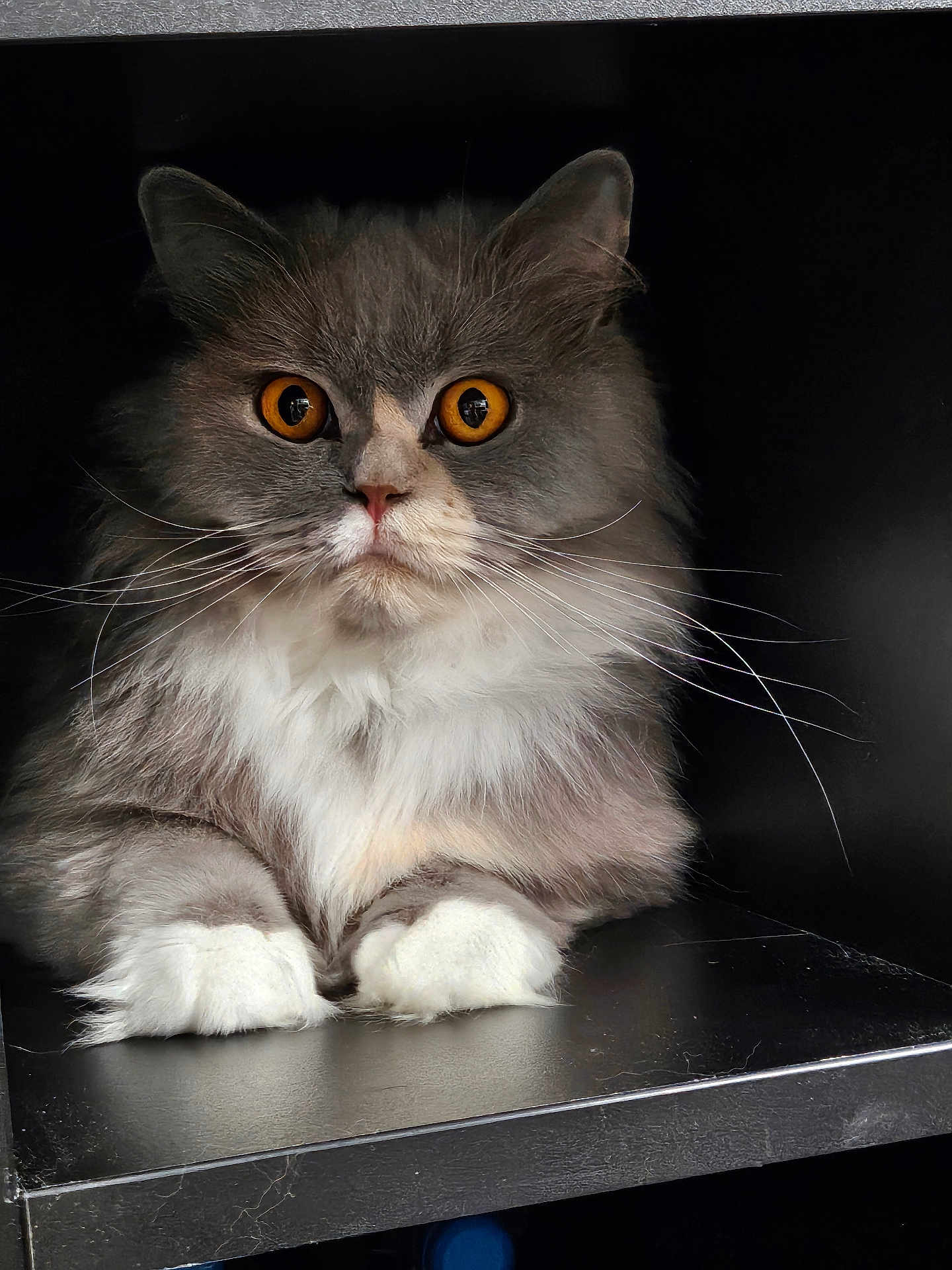 U'Showset participe au concours pour gagner de l'argent avec cette photo : cat, fluffy, gray, white, orange_eyes, whiskers, paws, sitting, shelf, indoor, portrait, pet, feline, closeup, cute, animal, fur, domestic, resting, alert
