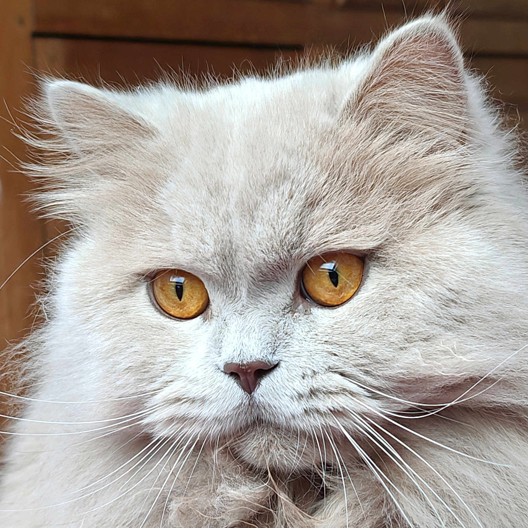 Syrus