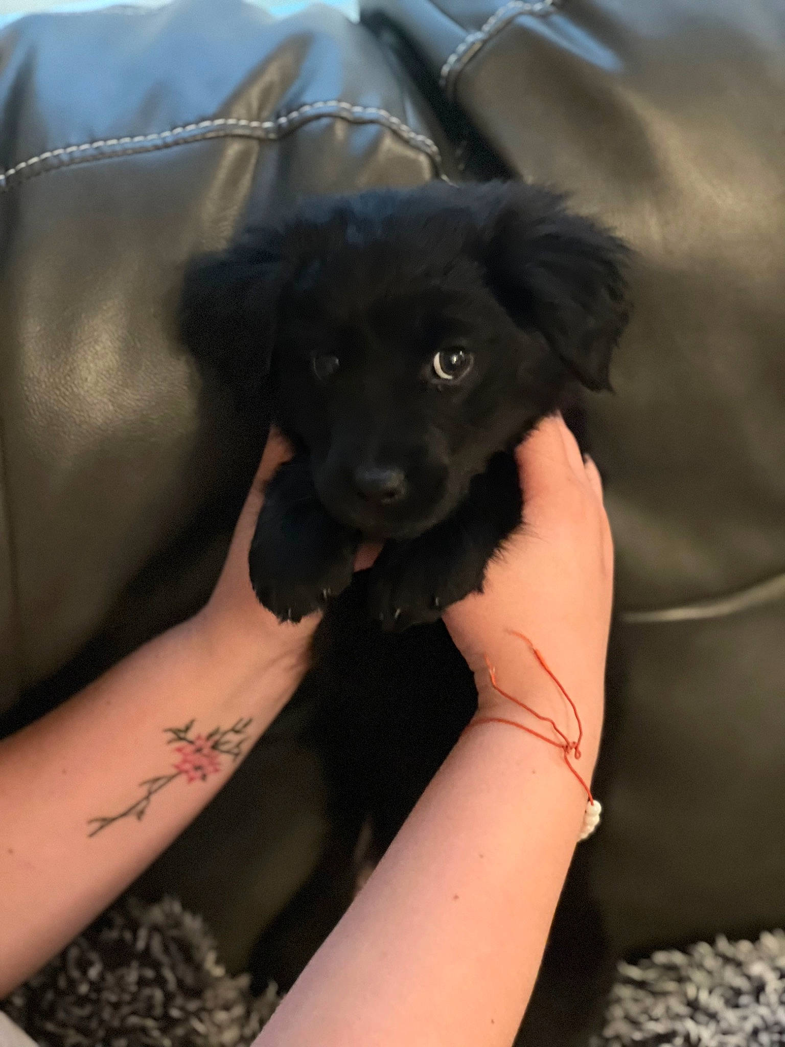 Nova Claire is registered to the contest to win money with this photo: arm, black_hair, carnivore, comfort, companion_dog, dog, dog_breed, elbow, fawn, finger, gesture, human_leg, nail, neck, sleeve, snout, sporting_group, thigh, working_animal, wrist