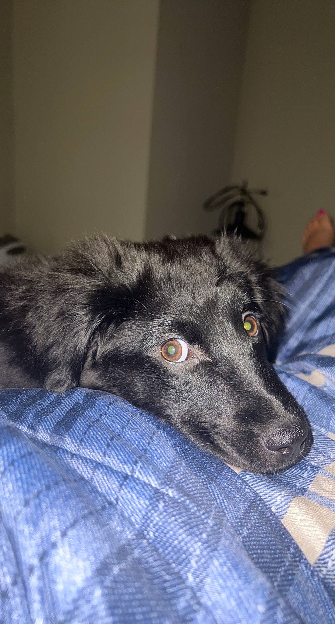 Nova Claire is registered to the contest to win money with this photo: ancient_dog_breeds, borador, canidae, canis, carnivore, companion_dog, dog, dog_breed, electric_blue, fur, grey, guard_dog, non_sporting_group, snout, sporting_group, terrestrial_animal, whiskers, working_animal, working_dog