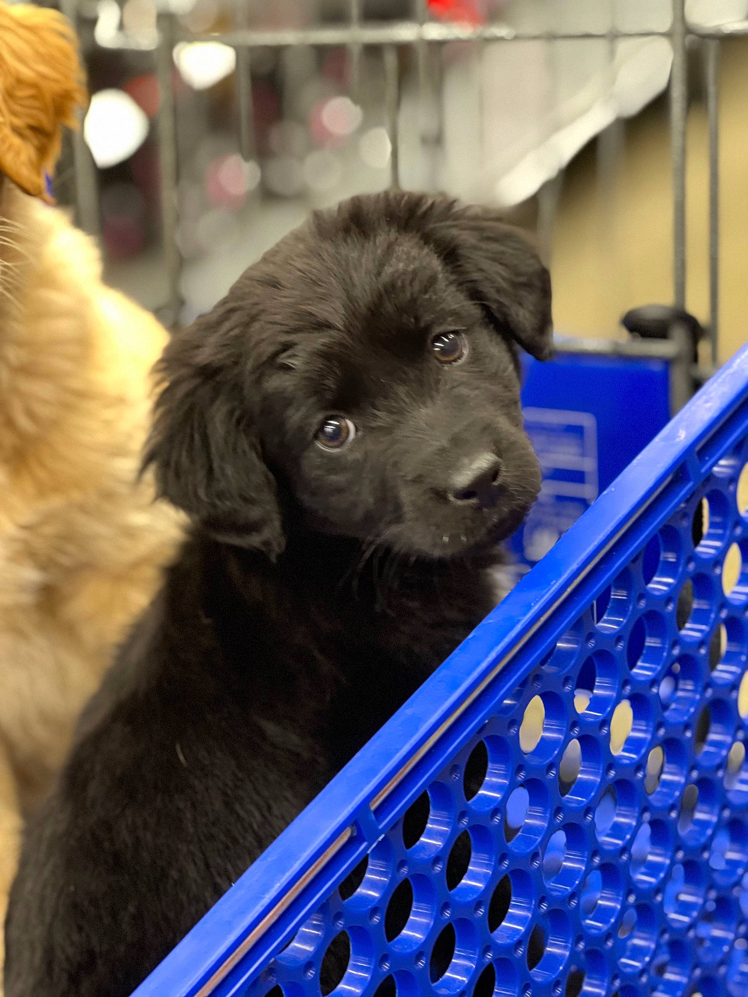 Nova Claire joined the competition — help win amazing prizes! ancient_dog_breeds, canidae, carnivore, companion_dog, dog, dog_breed, electric_blue, fur, gaddi_kutta, giant_dog_breed, guard_dog, himalayan_sheepdog, leonberger, machine, sporting_group, tibetan_mastiff, working_animal, working_dog