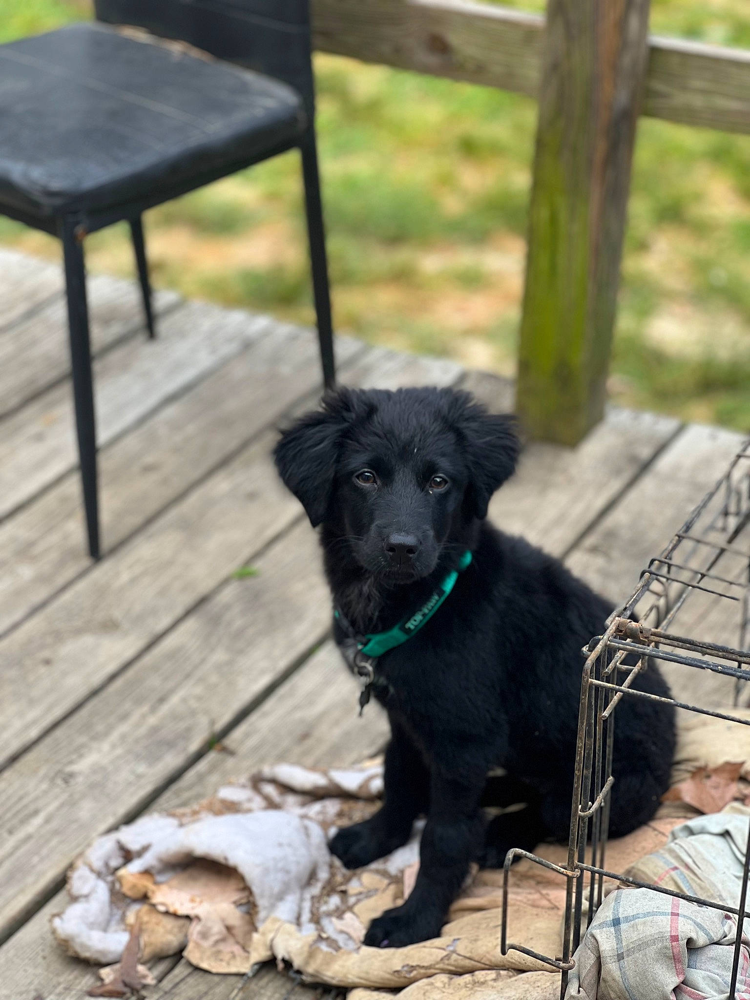 Nova Claire joined the competition — help win amazing prizes! borador, canidae, carnivore, collar, companion_dog, dog, dog_breed, dog_collar, fawn, flooring, fur, grass, hardwood, outdoor_furniture, snout, sporting_group, street_dog, tail, wood, working_animal