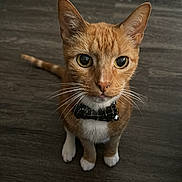 Oliver joined the competition — help win amazing prizes! cat, orange_tabby, white_paws, bow_tie, collar, whiskers, curious, pet, indoor, floor, wide_eyes, feline, animal, cute, domestic_cat, looking_up, close_up, portrait, young_cat, alert