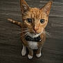 cat, orange_tabby, white_paws, bow_tie, collar, whiskers, curious, pet, indoor, floor, wide_eyes, feline, animal, cute, domestic_cat, looking_up, close_up, portrait, young_cat, alert
