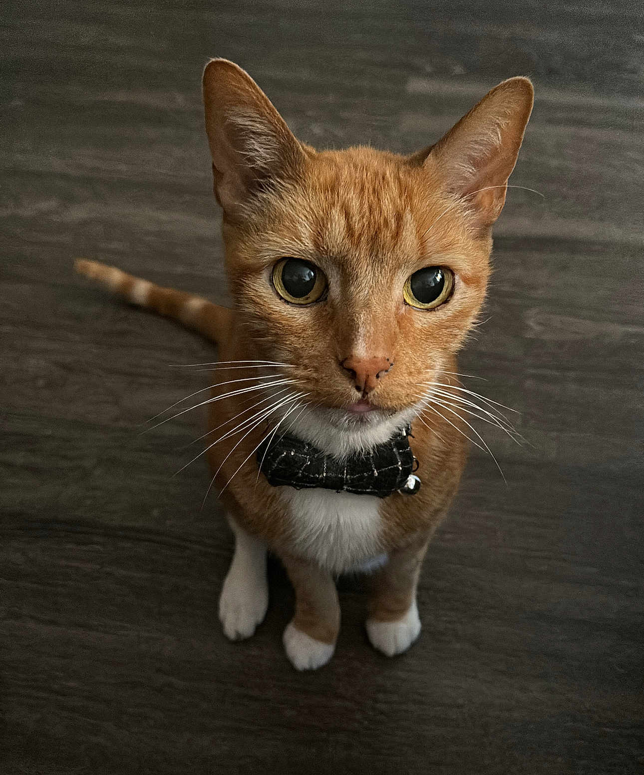 Oliver