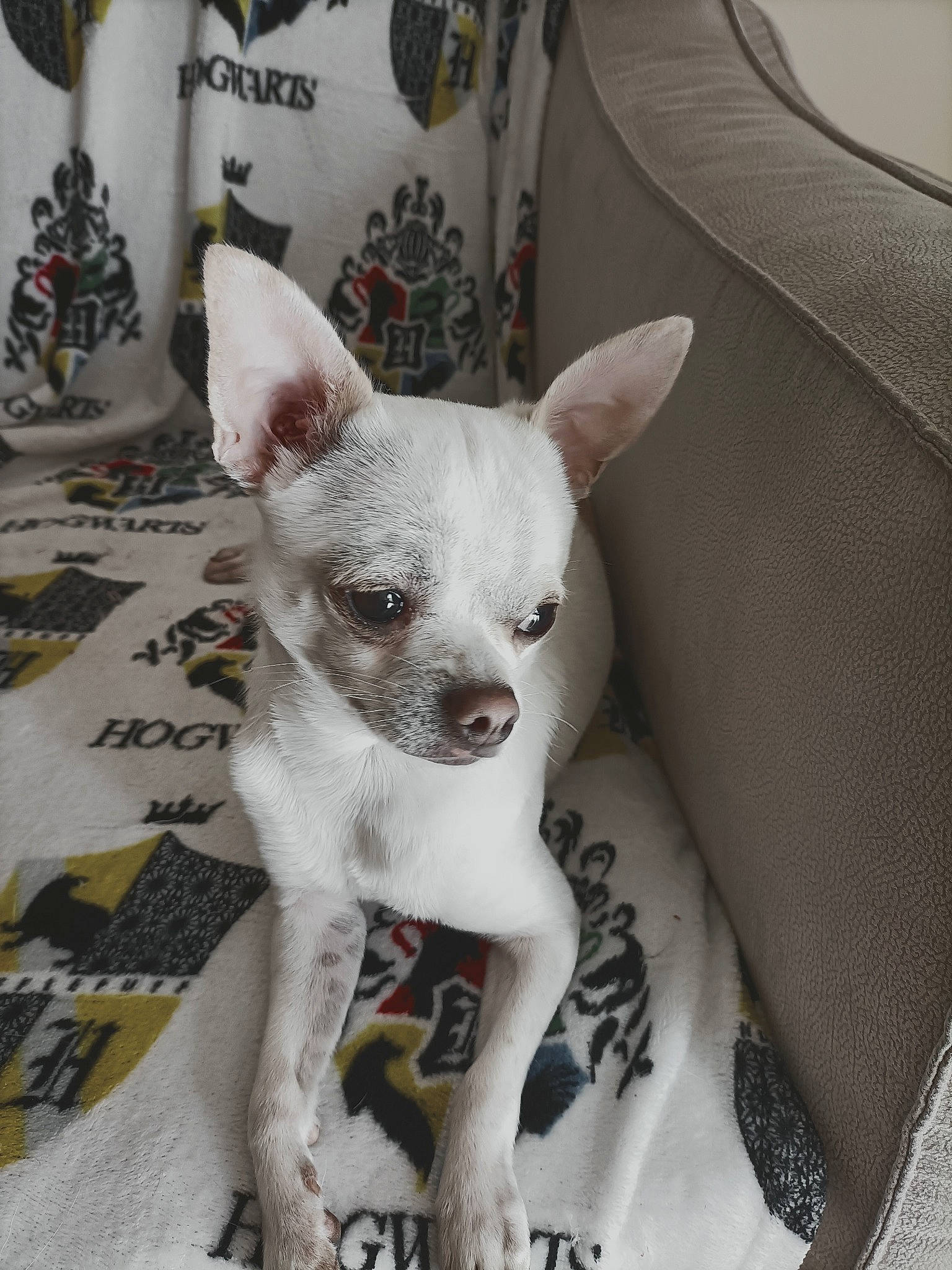 Safir participe au concours pour gagner de l'argent avec cette photo : canidae, carnivore, comfort, companion_dog, dog, dog_breed, dog_supply, eye, fawn, fur, grey, non_sporting_group, pattern, snout, sporting_group, terrestrial_animal, toy_dog, whiskers, white, working_animal