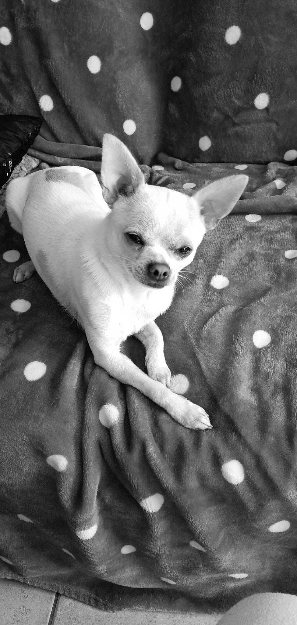 Safir participe au concours pour gagner de l'argent avec cette photo : black, black_and_white, canidae, carnivore, companion_dog, dog, dog_breed, ear, fawn, grey, mammal, monochrome, monochrome_photography, organ, pattern, snout, style, toy_dog, whiskers, white