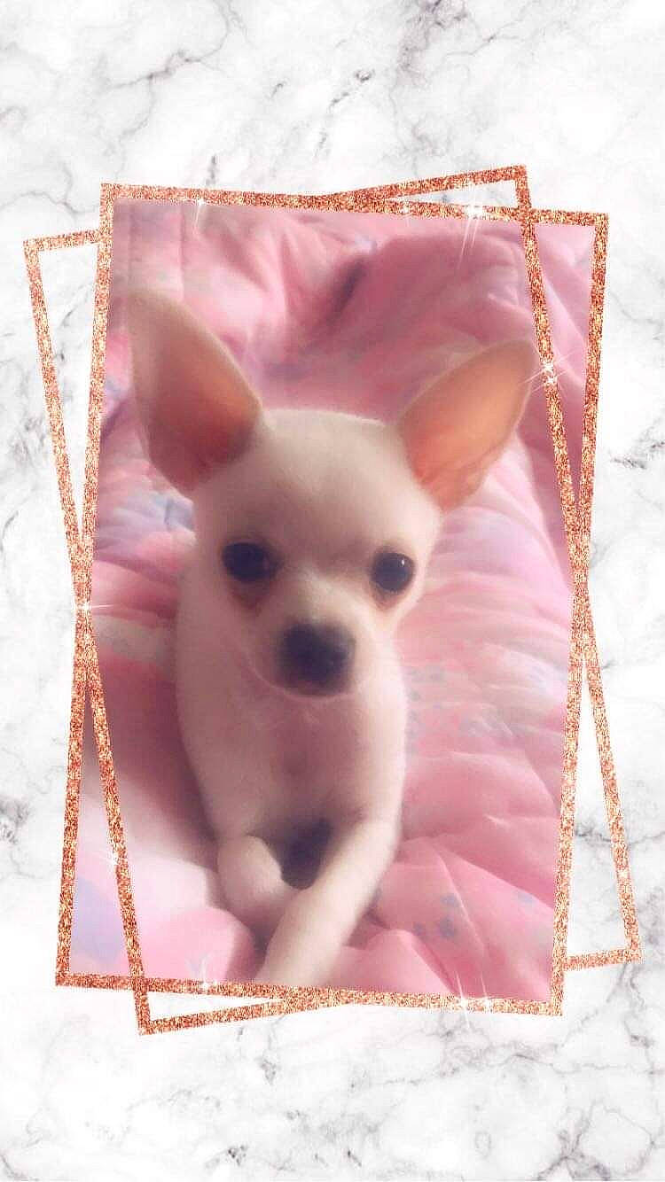 Safir participe au concours pour gagner de l'argent avec cette photo : canidae, carnivore, chihuahua, companion_dog, corgi_chihuahua, dog, dog_breed, dog_supply, ear, fawn, font, fur, magenta, pattern, pink, rectangle, snout, toy_dog, whiskers, working_animal