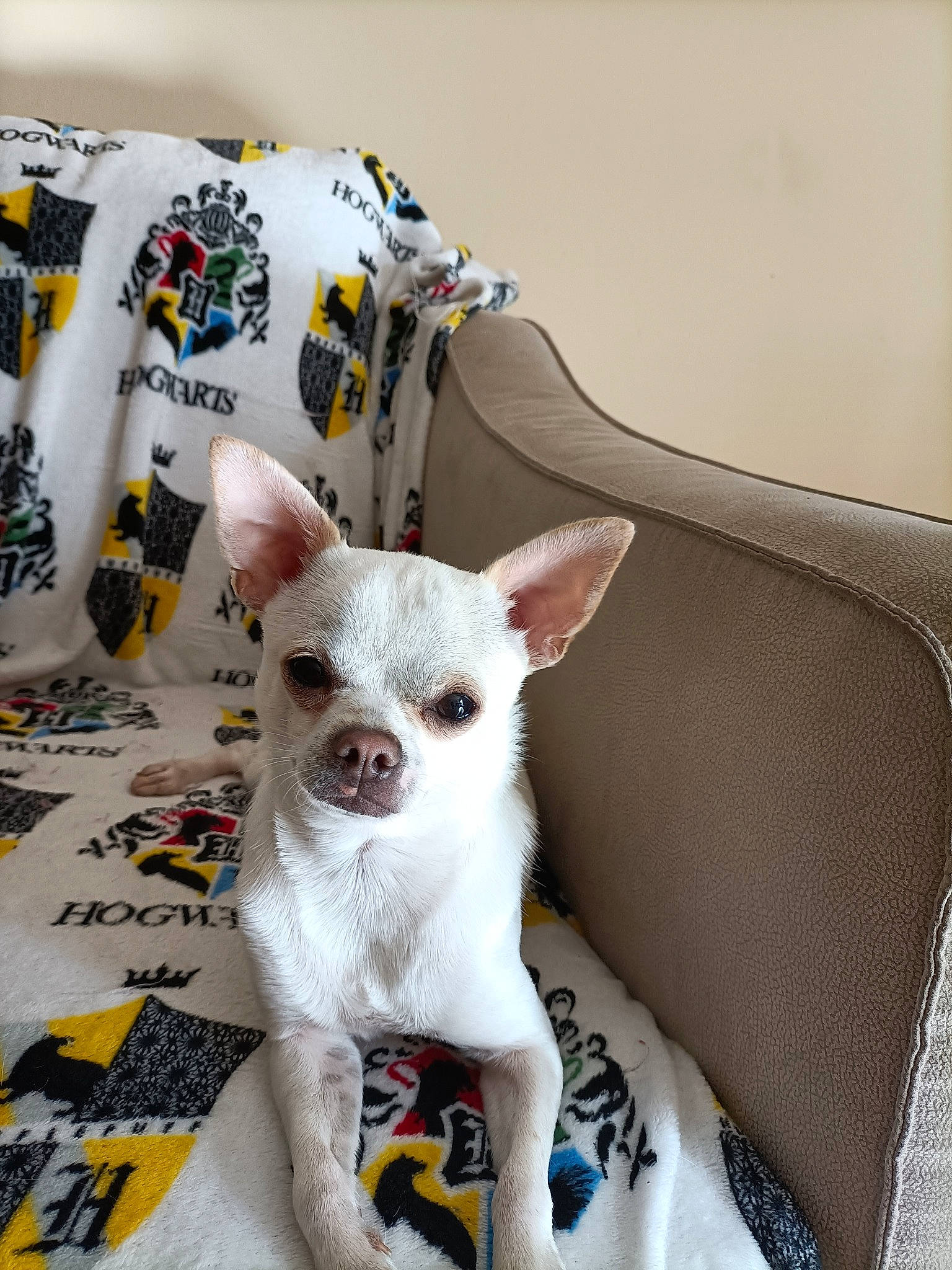 Safir a rejoint le concours — aidez-le/la à gagner de superbes lots ! canidae, carnivore, companion_dog, corgi_chihuahua, dog, dog_breed, dog_supply, fawn, non_sporting_group, pattern, small_terrier, terrestrial_animal, toy_dog, whiskers, working_animal