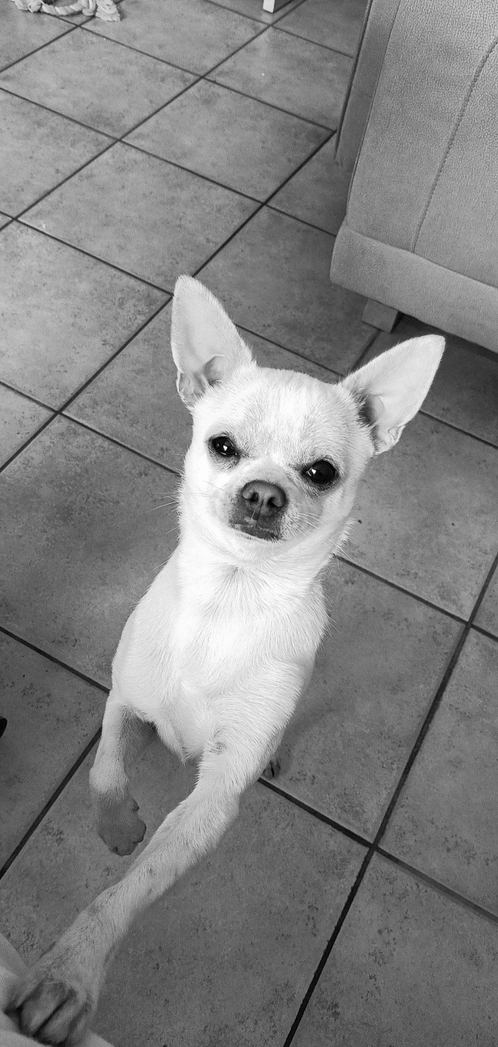 Safir a rejoint le concours — aidez-le/la à gagner de superbes lots ! box, canidae, carnivore, companion_dog, dog, dog_breed, dog_supply, ear, fawn, fur, grey, monochrome, monochrome_photography, snout, sporting_group, tail, terrestrial_animal, toy_dog, whiskers, working_animal